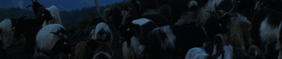 chèvres à la traite le soir